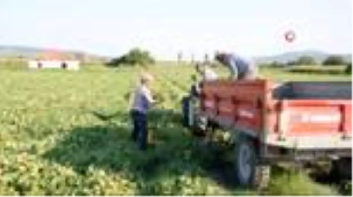 Kırkağaç Kavunu'nda ilk hasat başladı