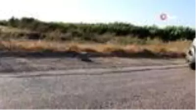 Son dakika gündem: 'Metropollerde sansasyonel bombalı eylem hazırlığındaki terörist Adana'da yakalandı' Son dakika gündem: 'Metropollerde sansasyonel bombalı eylem hazırlığındaki terörist Adana'da yakalandı'