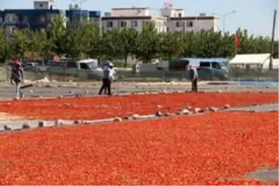 Şanlıurfa isotunun acı telaşı başladı Şanlıurfa isotunun acı telaşı başladı