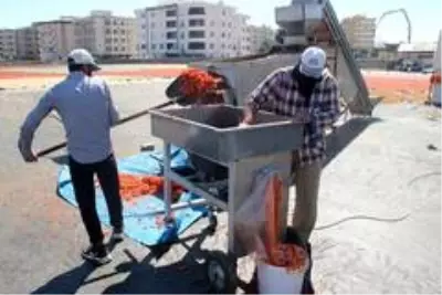 Şanlıurfa isotunun acı telaşı başladı Şanlıurfa isotunun acı telaşı başladı