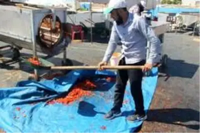 Şanlıurfa isotunun acı telaşı başladı Şanlıurfa isotunun acı telaşı başladı