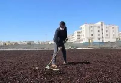 Şanlıurfa isotunun acı telaşı başladı Şanlıurfa isotunun acı telaşı başladı