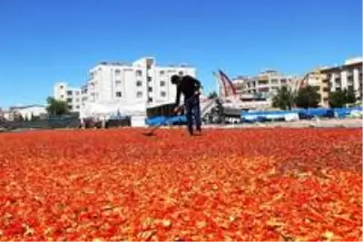 Şanlıurfa isotunun acı telaşı başladı Şanlıurfa isotunun acı telaşı başladı