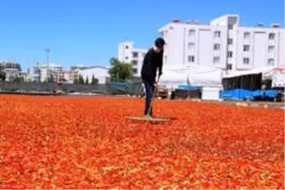 Şanlıurfa isotunun acı telaşı başladı Şanlıurfa isotunun acı telaşı başladı