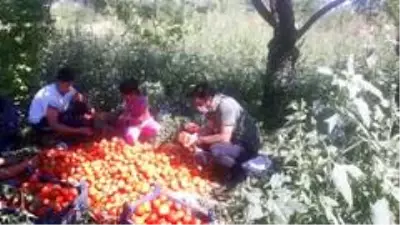 Yeşilyurt Belediyesinden fide desteği alanlara hasat yardımı Yeşilyurt Belediyesinden fide desteği alanlara hasat yardımı