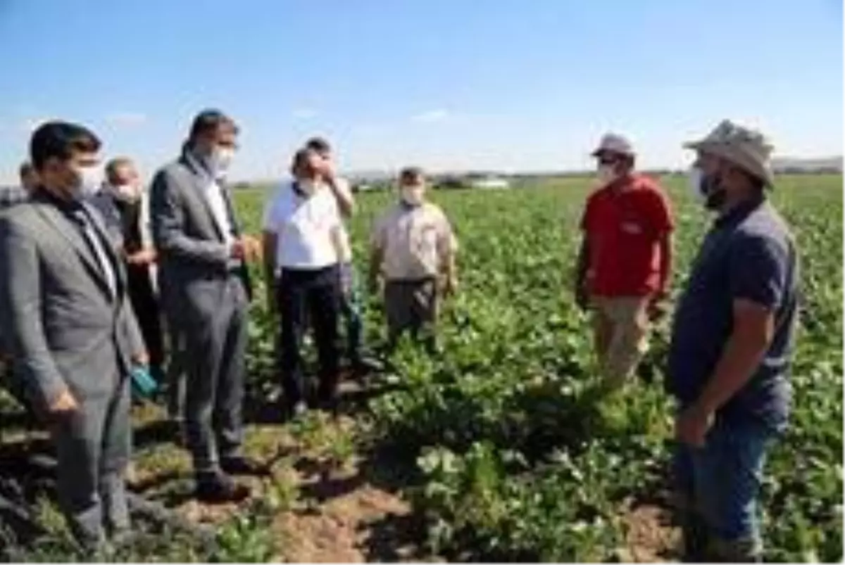 Beşkarış barajı bölgeye can suyu