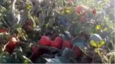 - Esgin devreye girdi, domates üreticisi nefes aldı - Esgin devreye girdi, domates üreticisi nefes aldı