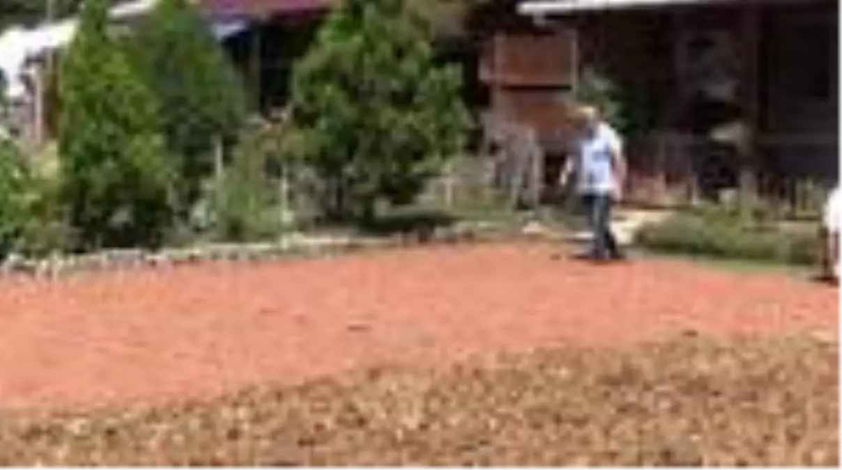 Fındık üreticilerine kurutma ve pazar uyarısı