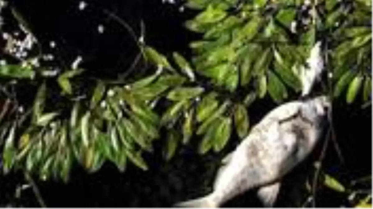 Nestle, Fransa'da 3 tondan fazla balığın ölümünden sorumlu tutuluyor