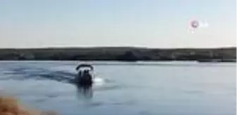 Meydan Mahallesi: Şanlıurfa'da acı olay...Nehre düşen kızını kurtarmaya çalışırken boğuldu Meydan Mahallesi: Şanlıurfa'da acı olay...Nehre düşen kızını kurtarmaya çalışırken boğuldu