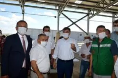 Üreticilere damızlık koç dağıtıldı Üreticilere damızlık koç dağıtıldı