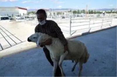 Üreticilere damızlık koç dağıtıldı Üreticilere damızlık koç dağıtıldı