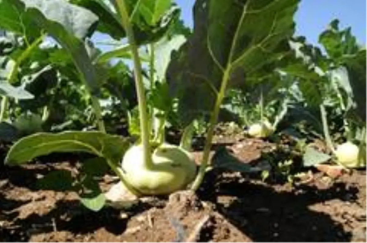 'Alabaş' Eskişehir'i sevdi