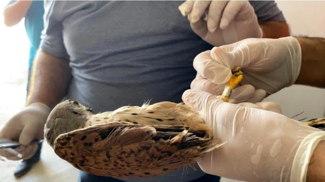 Bakım ve tedavileri yapılan 14 kuş halkalanarak doğaya salındı