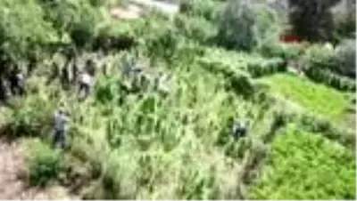 Bitlis'te 48 kilo kubar esrar ve 2 bin 345 kök kenevir ele geçirildi Bitlis'te 48 kilo kubar esrar ve 2 bin 345 kök kenevir ele geçirildi
