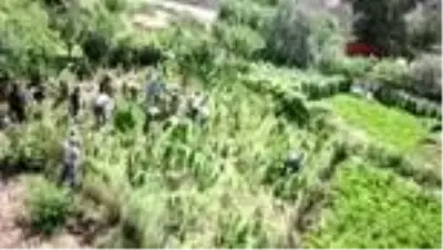 Bitlis'te 48 kilo kubar esrar ve 2 bin 345 kök kenevir ele geçirildi Bitlis'te 48 kilo kubar esrar ve 2 bin 345 kök kenevir ele geçirildi