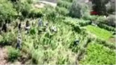 Bitlis'te 48 kilo kubar esrar ve 2 bin 345 kök kenevir ele geçirildi Bitlis'te 48 kilo kubar esrar ve 2 bin 345 kök kenevir ele geçirildi