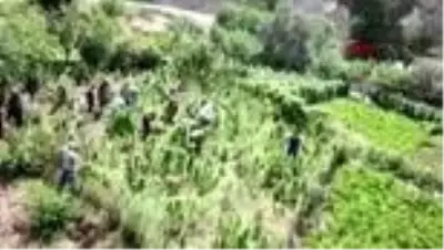 Bitlis'te 48 kilo kubar esrar ve 2 bin 345 kök kenevir ele geçirildi Bitlis'te 48 kilo kubar esrar ve 2 bin 345 kök kenevir ele geçirildi