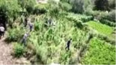 Bitlis'te 48 kilogram kubar esrar ile 3 bin 345 kök kenevir ele geçirildi Bitlis'te 48 kilogram kubar esrar ile 3 bin 345 kök kenevir ele geçirildi