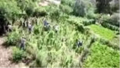 Bitlis'te 48 kilogram kubar esrar ile 3 bin 345 kök kenevir ele geçirildi Bitlis'te 48 kilogram kubar esrar ile 3 bin 345 kök kenevir ele geçirildi