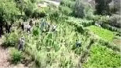 Bitlis'te 48 kilogram kubar esrar ile 3 bin 345 kök kenevir ele geçirildi Bitlis'te 48 kilogram kubar esrar ile 3 bin 345 kök kenevir ele geçirildi
