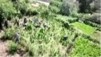 Bitlis'te 48 kilogram kubar esrar ile 3 bin 345 kök kenevir ele geçirildi Bitlis'te 48 kilogram kubar esrar ile 3 bin 345 kök kenevir ele geçirildi