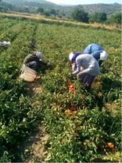 Domates üreticileri salça fabrikası önünde uzun kuyruklar oluşturdu Domates üreticileri salça fabrikası önünde uzun kuyruklar oluşturdu