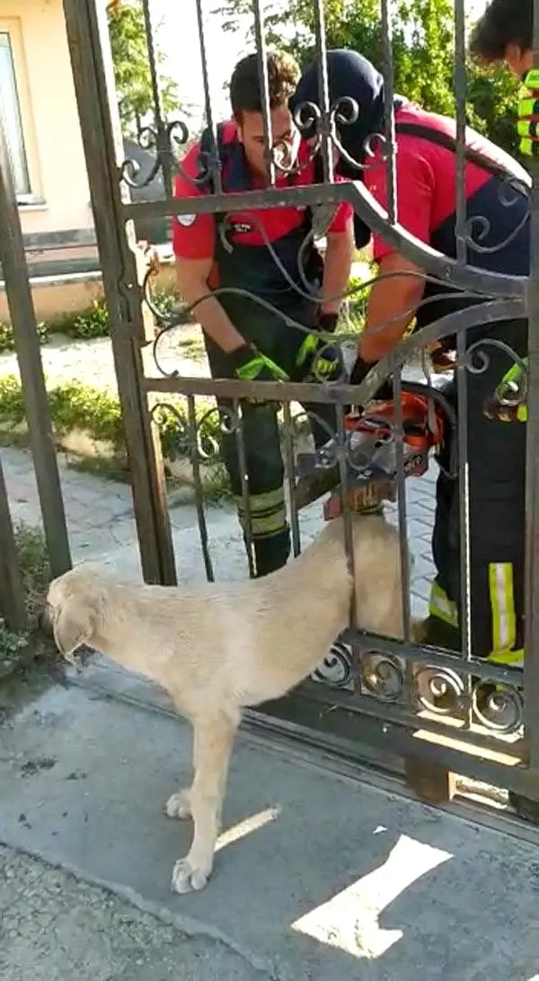 Son Dakika Kapıya sıkışan köpeği itfaiye kurtardı Haberler