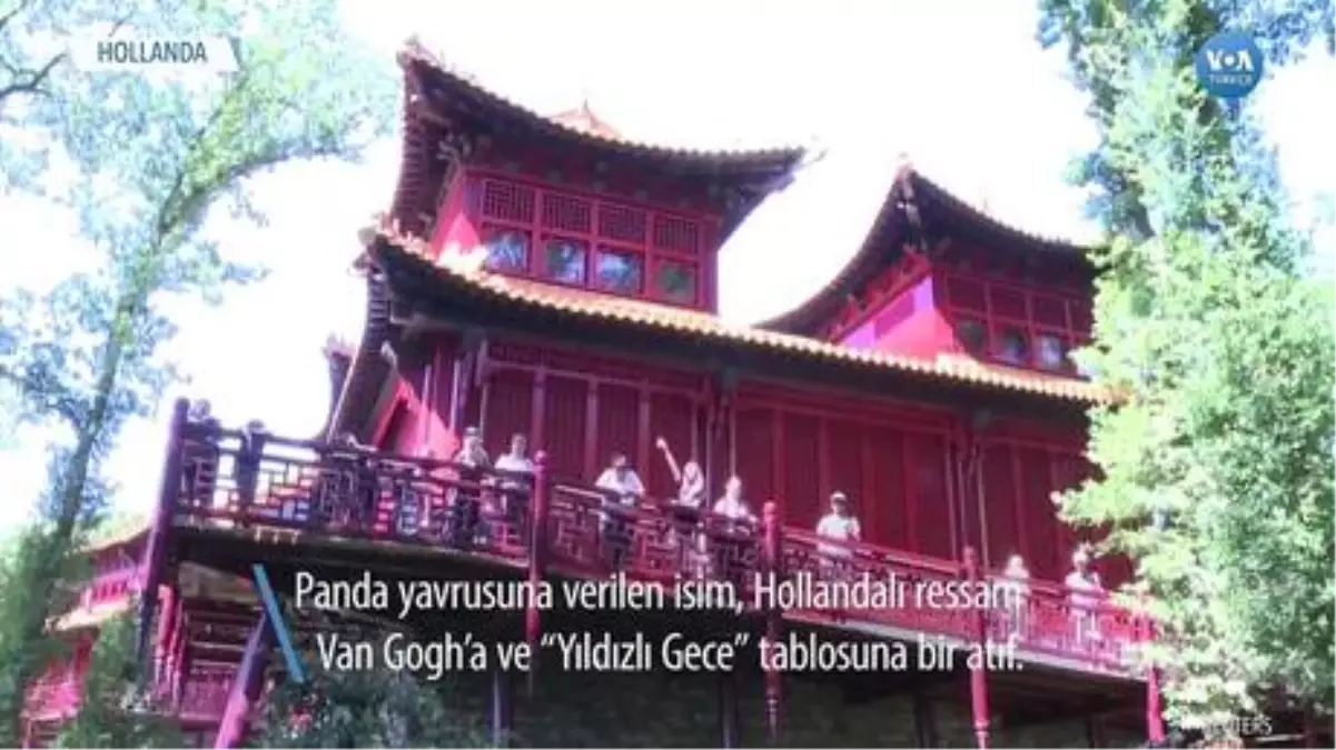 Panda Yavrusuna Van Gogh'tan Gelen İsim