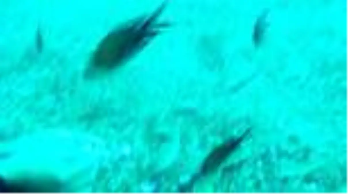 Üniversite öğrencileri, balon balıklarını elleriyle sevip besledi