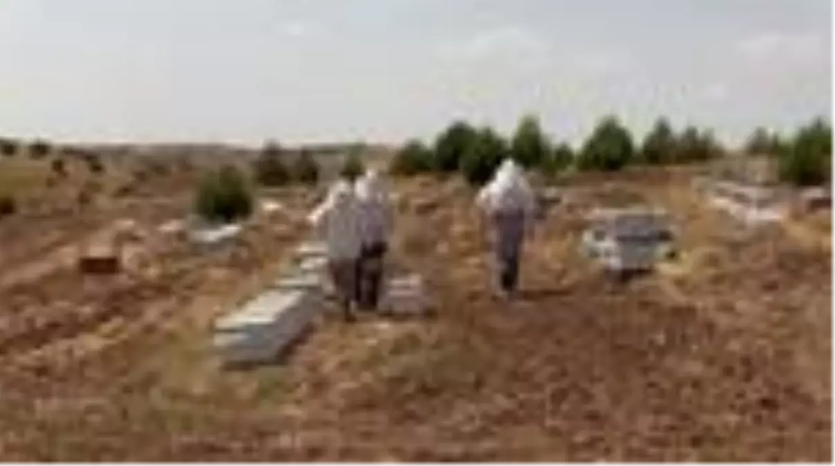 Adıyaman'ın 'yerli bal arıları' çoğaltılacak