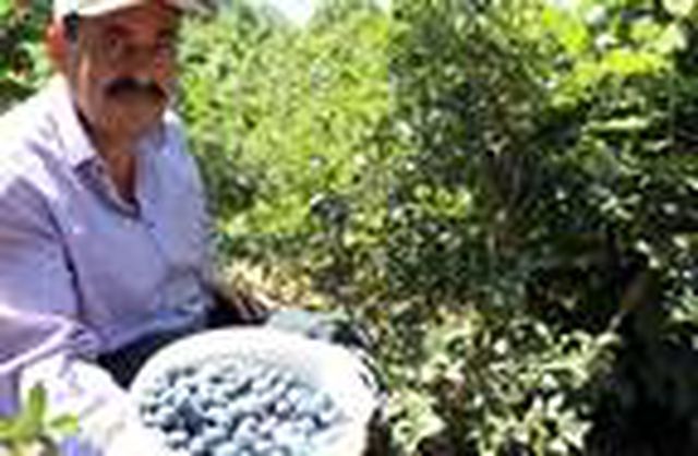 Emekli madenci köyüne yaban mersini bahçesi kurarak gelirini ikiye katladı