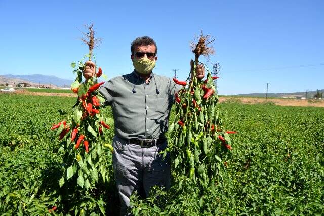 Gaziantep'te hasadı başlayan sofralık kırmızı biber bu yıl üreticinin yüzünü güldürüyor