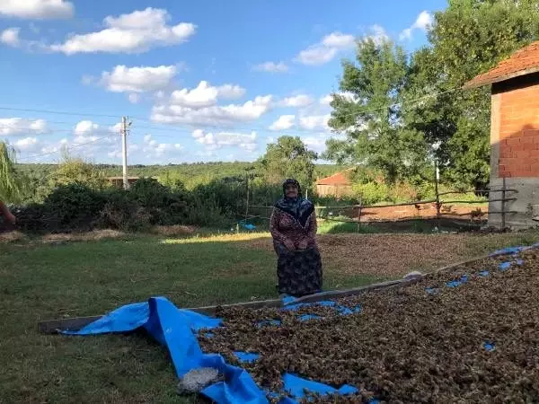 Harmanda fındık nöbetindeki kadının evi soyuldu Haberler