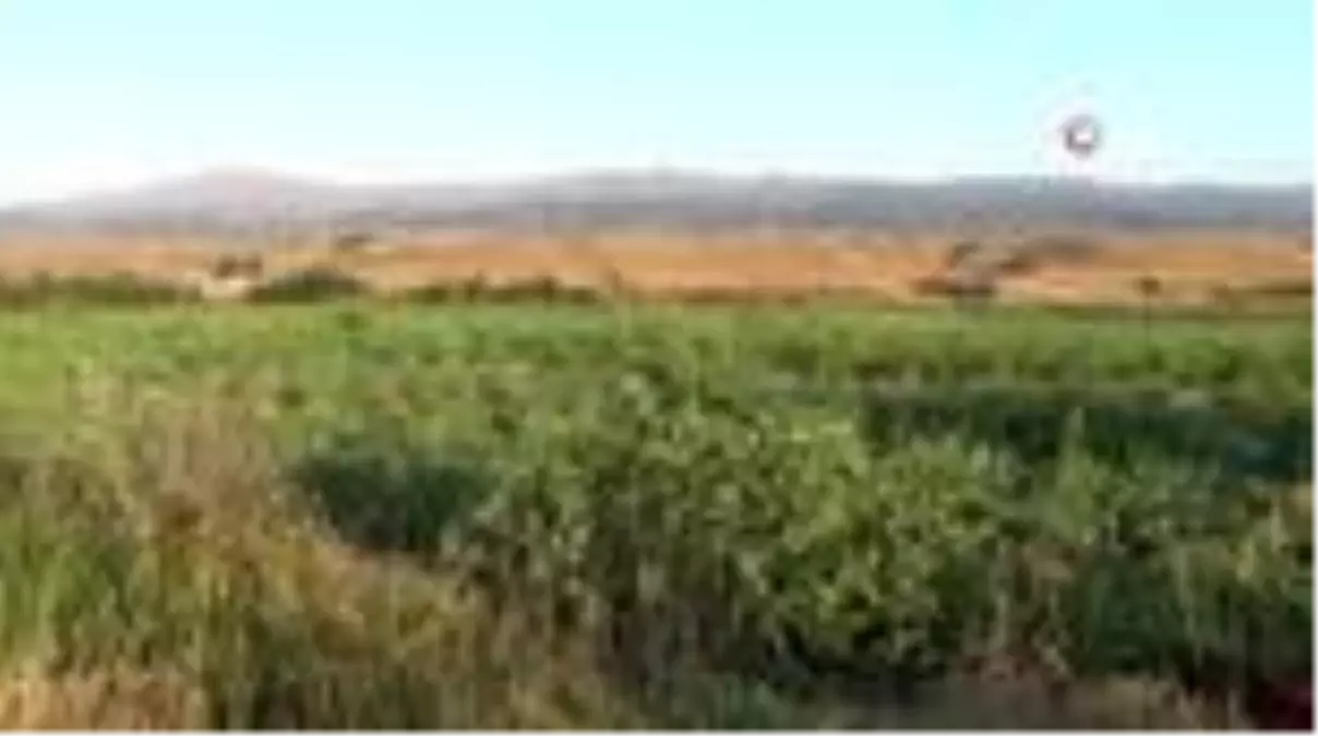 Karpuz tarlasında doğdu, karpuz yetiştiricisi oldu