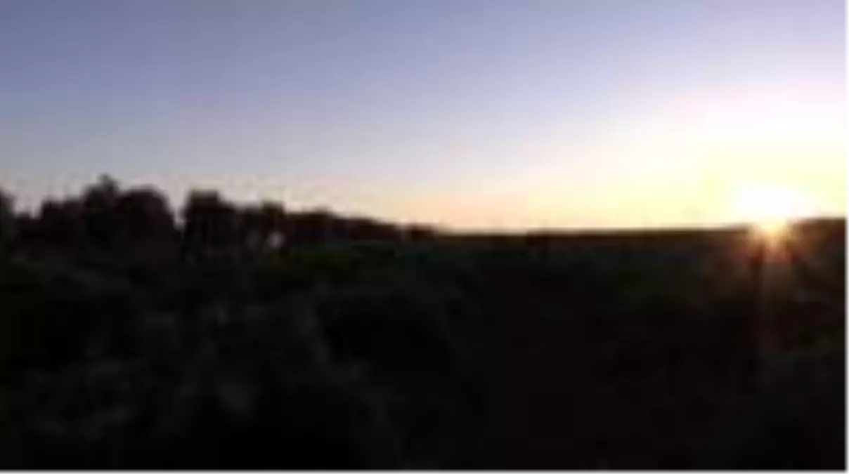 'Kilis karası' üzümde hasat zamanı (2)