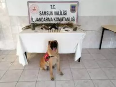 Son Dakika | Samsun'da uyuşturucu operasyonları: 12 gözaltı Son Dakika | Samsun'da uyuşturucu operasyonları: 12 gözaltı