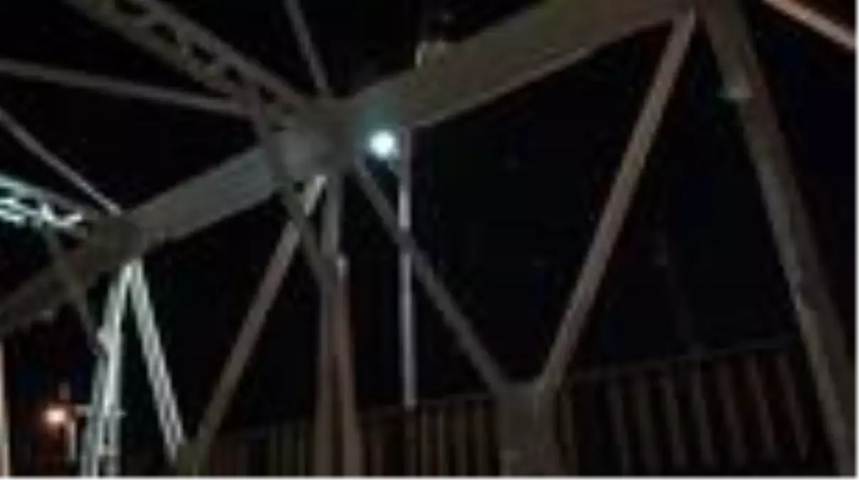 Yavru kedinin kelebeklerle oyunu