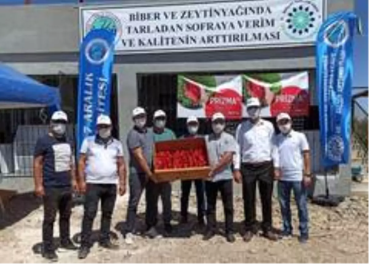 Biber ve Zeytinyağında kaliteyi arttırmak için projeler üretiliyor