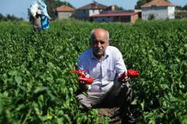 Bafra'nın kapya biberlerinin bir adedi ortalama 250 gram geliyor