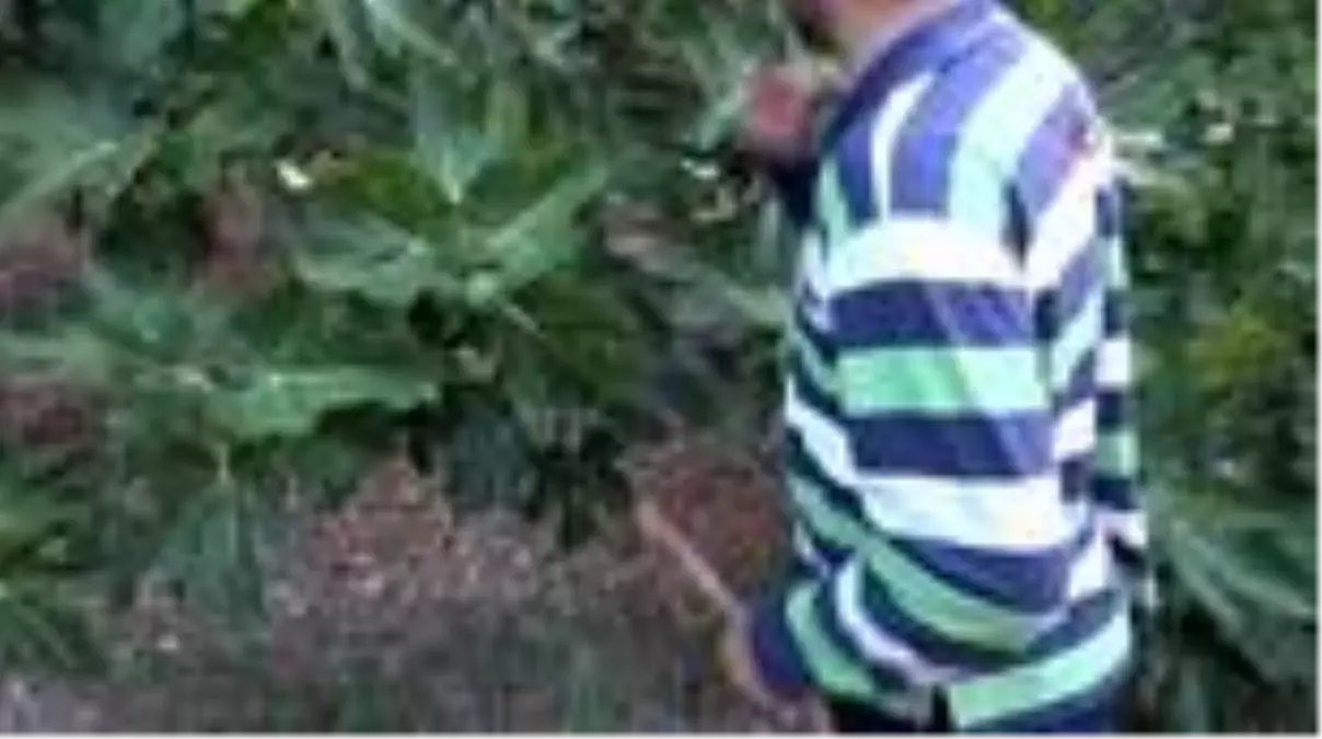 Bursa'dan Avrupa sofralarına incir ihracatı