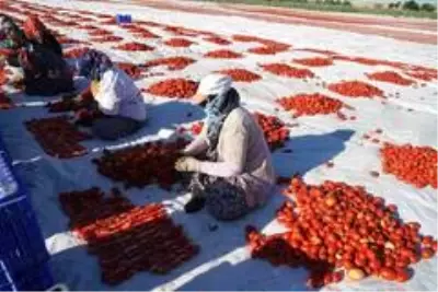 Elazığ'ın domatesi kurutulup dünyaya satılıyor