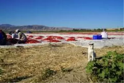 Elazığ'ın domatesi kurutulup dünyaya satılıyor