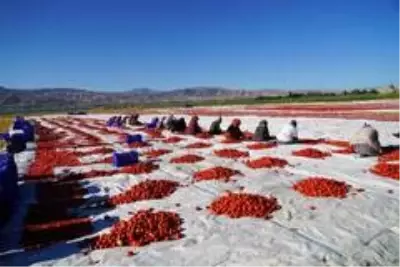 Elazığ'ın domatesi kurutulup dünyaya satılıyor