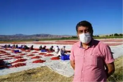 Elazığ'ın domatesi kurutulup dünyaya satılıyor