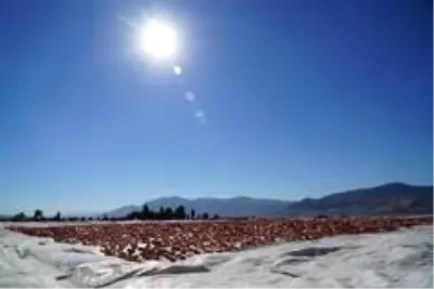 Elazığ'ın domatesi kurutulup dünyaya satılıyor