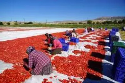 Elazığ'ın domatesi kurutulup dünyaya satılıyor
