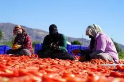 Elazığ'ın domatesi kurutulup dünyaya satılıyor