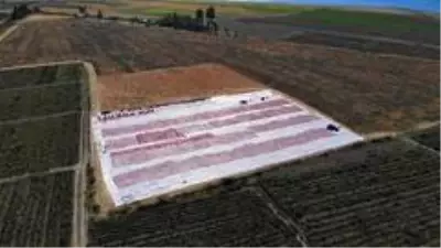 Elazığ'ın domatesi kurutulup dünyaya satılıyor