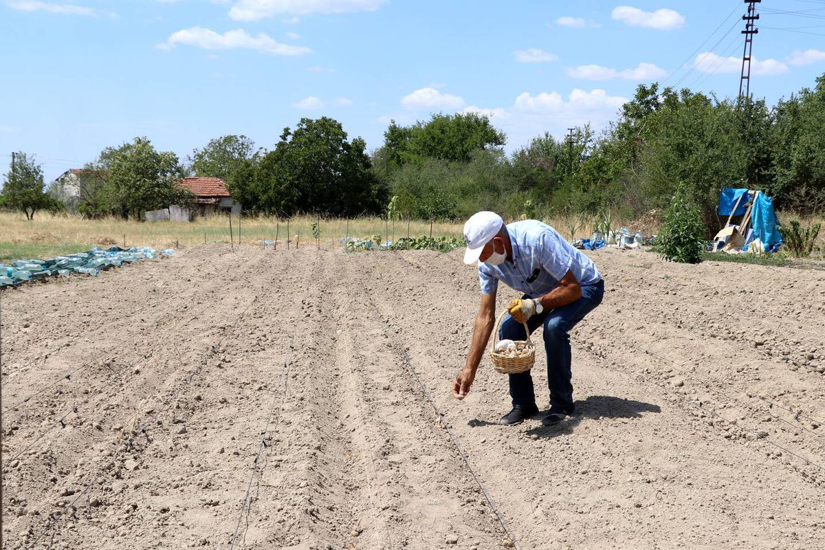 Emekli vatandaş, gezmek için gittiği Safranbolu'da gördüğü safran bitkisini Edirne'de yetiştirmeye başladı